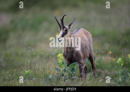 Il camoscio (Rupicapra rupicapra) montagne Vosges, Francia Foto Stock