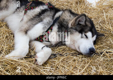 Primo piano della alaskan malamute (progetto di cane) dormire in marcia sulla neve e la lettiera di paglia Foto Stock