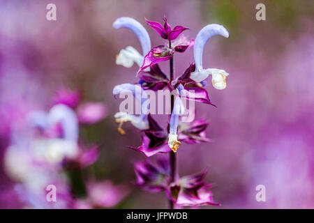 Salvia sclarea 'Piemont', Clary Sage flower primo piano Foto Stock