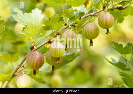 Vista dettagliata del ribes maturi sulla boccola nel giardino di frutta pronta per la raccolta. Uva spina crescente nel frutteto. Il giardinaggio, l'agricoltura, il raccolto, Foto Stock