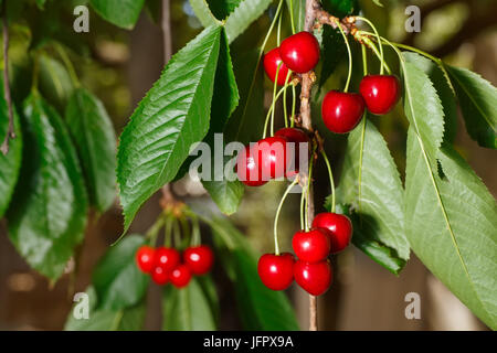 Primo piano di ciliegie mature su albero ciliegio. Le ciliegie appeso sul ramo. Il giardinaggio, l'agricoltura, Orchard e il concetto di raccolto Foto Stock