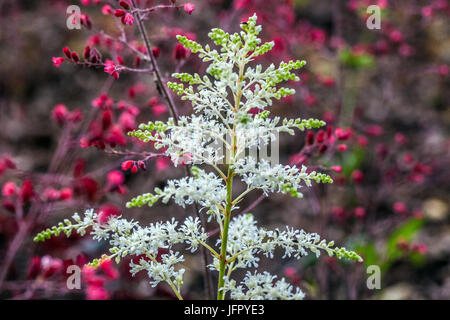 Astilbe simplicifolia "Praecox alba", barba di capra falsa bianca Foto Stock