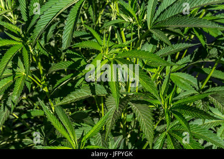 Pianta di cannabis, piante di cannabis, piante di marijuana, le piante di marijuana, marijuana raccolto, Mendocino County, California, Stati Uniti, America del Nord Foto Stock