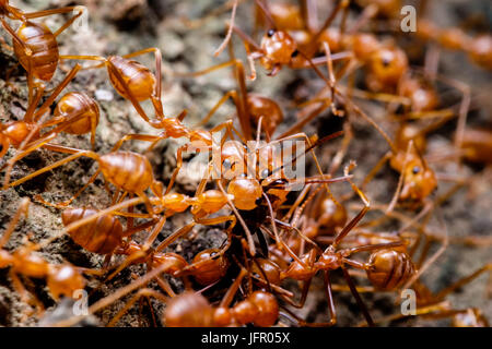 Tessitore di cooperazione formiche Foto Stock