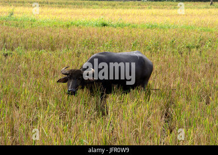 Philippine bufalo d'acqua, noto come carabao, Bubalus bubalis, in una risaia campo, Isola di Bohol, Filippine Foto Stock