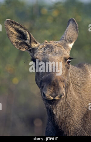 Moose vitello / Eurasian Elk Foto Stock