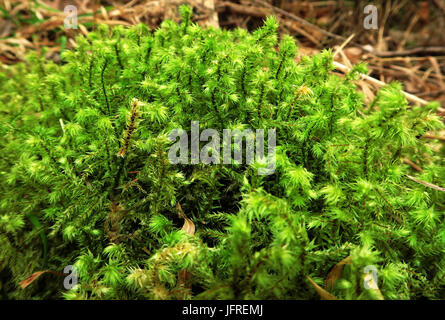 Moss; shaggy moss; grande shaggy-moss; Foto Stock