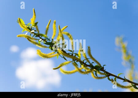 Salice di fioritura in primavera sullo sfondo azzurro del cielo. La natura. Foto Stock