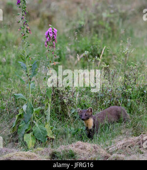 Martora in erba di foresta con un fiorire foxglove flower durante la luce del giorno. Veluwe, Paesi Bassi. Foto Stock