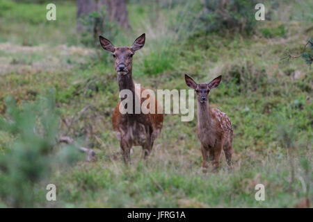 Red Deer madre femmina con il vitello che ha ancora il suo mimetizzata spotted fur. Hoge Veluwe National Park, Paesi Bassi Foto Stock