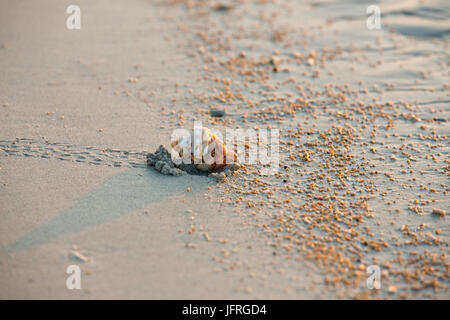 Granchio di Hermit facendo una passeggiata al tramonto sulla spiaggia Foto Stock