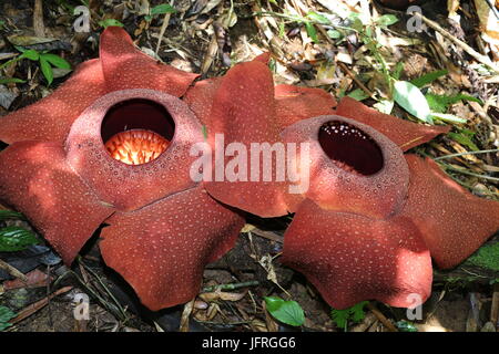 Rafflesia Arnoldii, i mondi più grande fiore Foto Stock