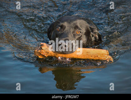 In cerca di lode, Nero Labrador Foto Stock