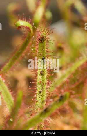 Drosera capensis Foto Stock