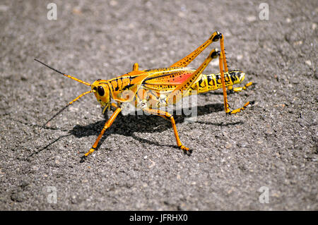 Gomma orientale Grasshopper nome latino Romalea microptera Foto Stock