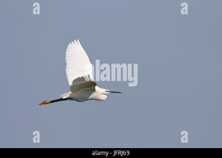 Adulto Garzetta Egretta garzetta nella primavera del piumaggio di allevamento in volo vicino a una colonia in Grecia settentrionale Foto Stock