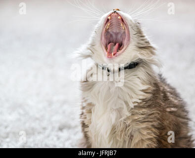 Gatto sbadigliare con grande bocca aperta, che mostra i denti Foto Stock