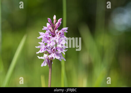 Rosa luminoso orchid fiori selvaggi nel profondo l'erba verde, Orchidea macchiata Foto Stock