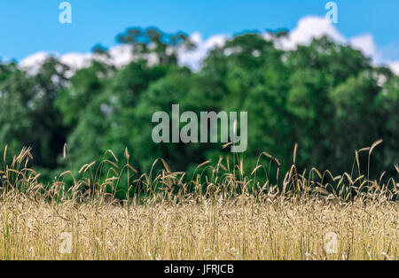 Paesaggio estivo in bridgehampton, NY Foto Stock