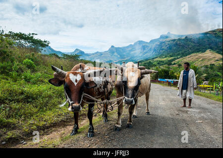 Vacche sulla loro strada di casa, Navala nel Ba Altipiani di Viti Levu, Figi e Sud Pacifico Foto Stock