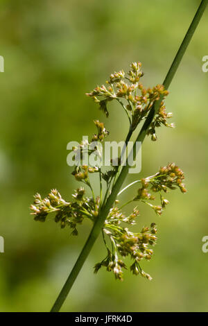 La formazione di semi nel fiore testa del Regno Unito morbido nativo rush, Juncus effusus Foto Stock