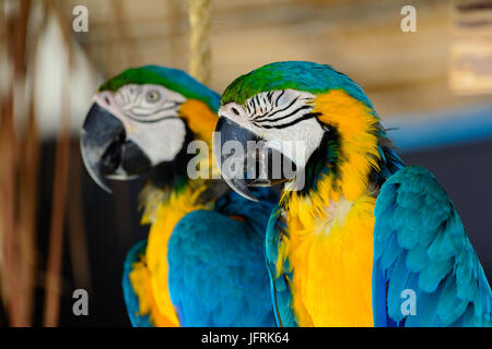 Blu-giallo (pappagalli ara ararauna), anche noto come blu e oro macaw. Close-up Foto Stock