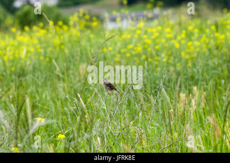 Senape selvatica campo con una savana sparrow in primo piano. Foto Stock