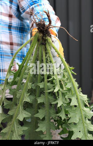 Cirsium vulgare - Spear Thistle Foto Stock