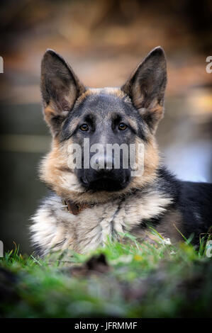 Pastore Tedesco cane ritratto Foto Stock