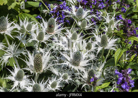 Eryngium giganteum Silver Ghost, Stachys macrantha Superba Foto Stock