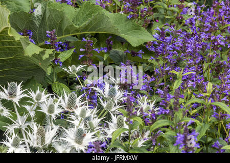 Eryngium giganteum 'Silver fantasma', Stachys macrantha Superba Foto Stock