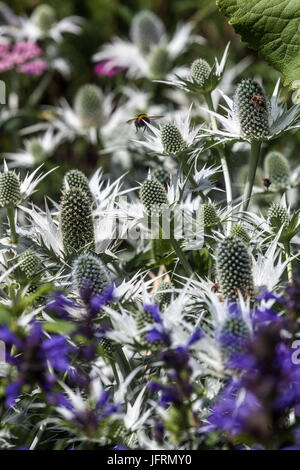 Eryngium giganteum Silver Ghost, Stachys macrantha Superba Foto Stock