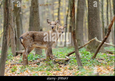 Bella giovane cervo nella foresta Foto Stock