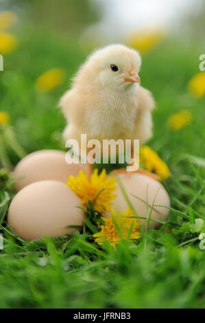 Poco pollo e uovo sull'erba Foto Stock