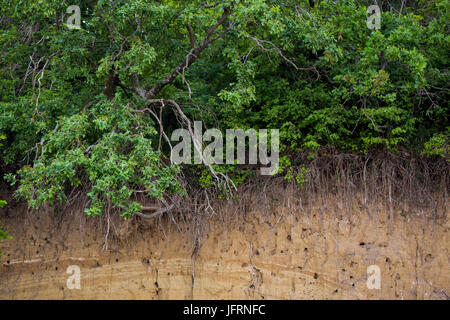 Banca brusco di un fiume che mostra gli strati di piante, terra, sabbia,  argilla e rocce. Ci sono un sacco di inghiottire il fori Foto stock - Alamy