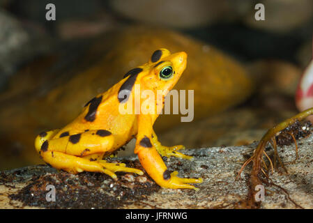 Panamanian rana dorata (Atelopus zeteki) seduto sulla roccia umida Foto Stock