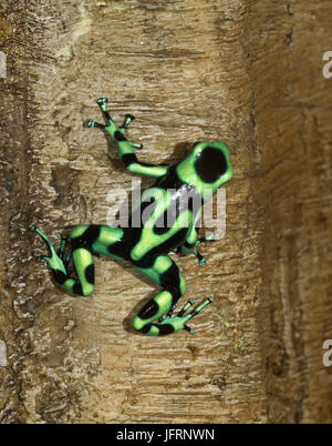 Il verde-e-veleno nero rana dart (Dendrobates auratus) sull'albero, Costa-Rica, Quepos Foto Stock