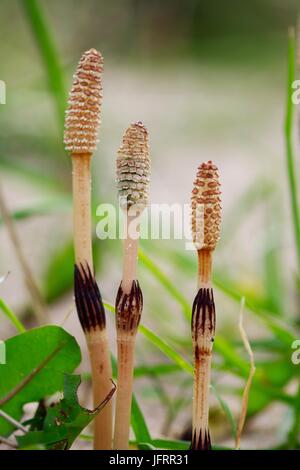 Horsetail che cresce germogli, steli porta spore (Equisetum arvense). Aberdeen Beach, Scozia, Regno Unito. Aprile 2016. Foto Stock