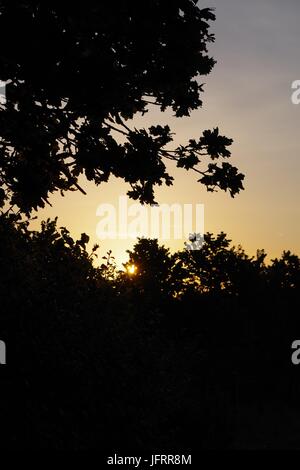 Un Golden Sunrise sagome di alberi di quercia in Ludwell Valley Park, Exeter, Devon, Regno Unito. Maggio, 2017. Foto Stock