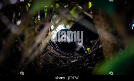 Ritratto di uno degli almeno quattro nidiacei in la gazza's Nest Foto Stock