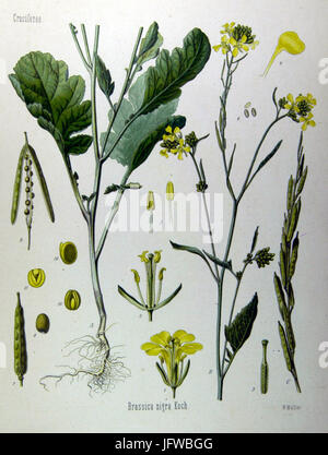 Brassica nigra (Köhler) Foto Stock