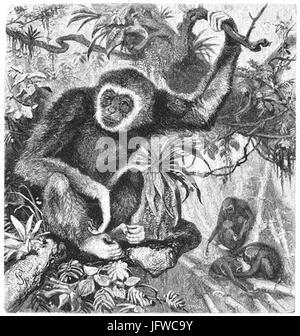 Brehms Het Leven der DIeren Orde 1 Lar 28Hylobates lar29 Foto Stock