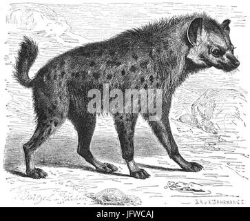 Brehms Het Leven der Dieren Zoogdieren Orde 4 Gevlekte Iena 28Hyaena crocuto29 Foto Stock