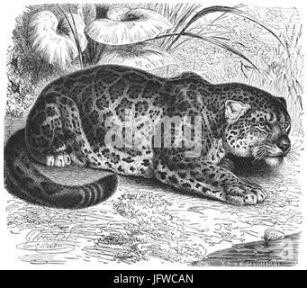 Brehms Het Leven der Dieren Zoogdieren Orde 4 Jagoear 28Felis onza29 Foto Stock
