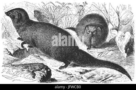 Brehms Het Leven der Dieren Zoogdieren Orde 4 Mungo 28Herpestes mungo29 Foto Stock