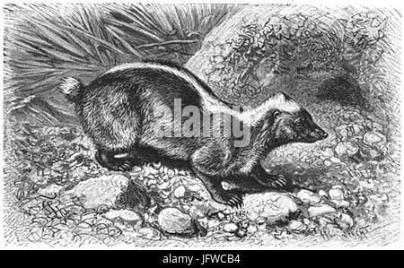 Brehms Het Leven der Dieren Zoogdieren Orde 4 Stinkdas 28Mydaus meliceps29 Foto Stock