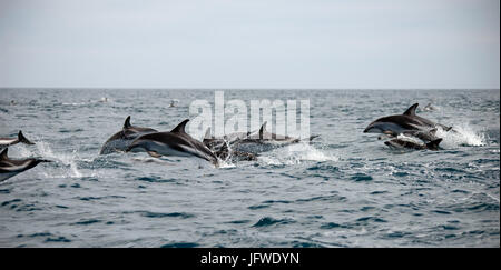 Un pod di dusky delfini, Lagenorhynchus obscurus, saltando attraverso l'acqua di Kaikoura Peninsula, Nuova Zelanda Isola del Sud Foto Stock