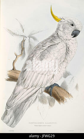 Cacatua galerita -Plyctolophus galeritus maggiori di zolfo-crested Cockatoo -da Edward Lear 1812-1888 Foto Stock