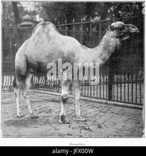 Clément Maurice Paris en plein air, BUC, 1897,131 Dromadaire Foto Stock