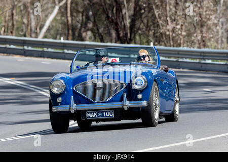 Blu Vintage 1955 Austin Healey 100-4 BN1 Tourer la guida su strade di campagna vicino alla città di Birdwood, Sud Australia. Foto Stock